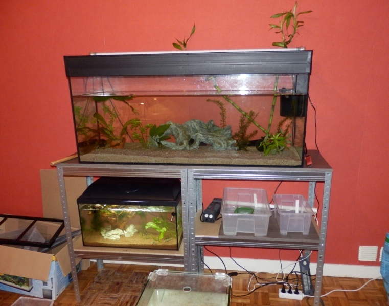 mes axolotls Bac110