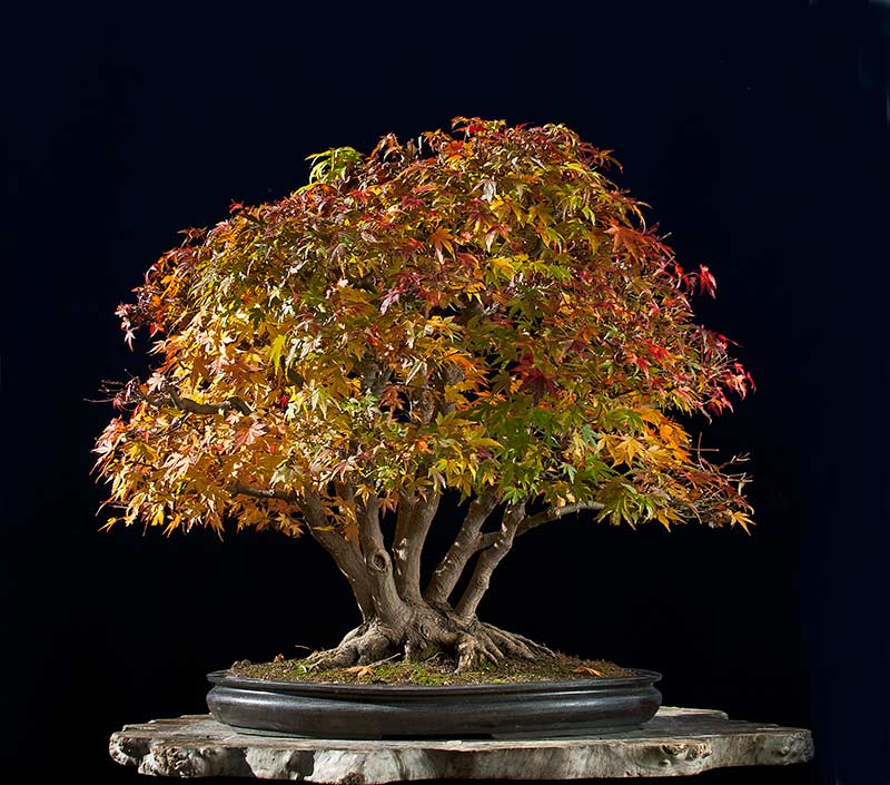 Refurbishing a Japanese Maple - the "Hedge Cutting Method" - Page 3 2013-120