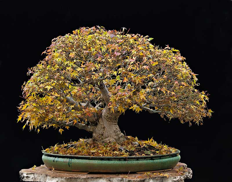 Refurbishing a Japanese Maple - the "Hedge Cutting Method" - Page 3 2013-127