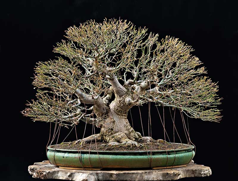 Refurbishing a Japanese Maple - the "Hedge Cutting Method" - Page 3 2013-131