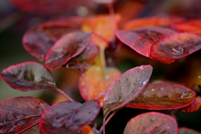Show the Autumncolour from your bonsai - Page 4 00511