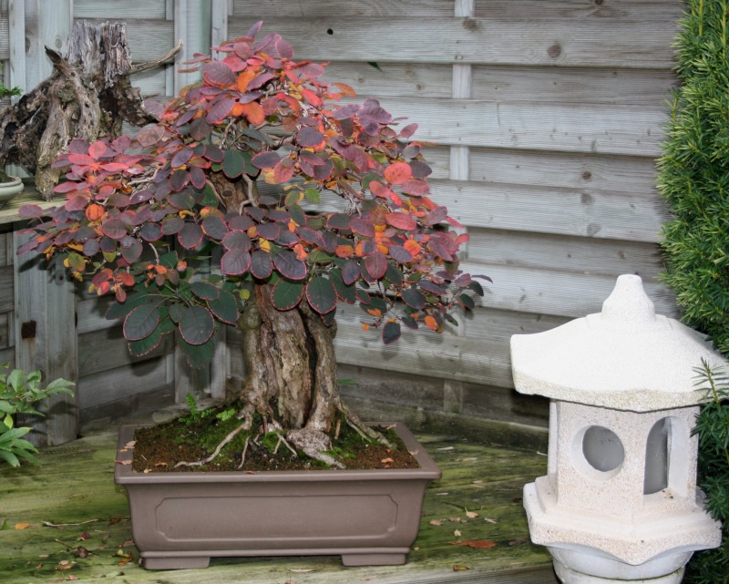 Show the Autumncolour from your bonsai - Page 4 00811