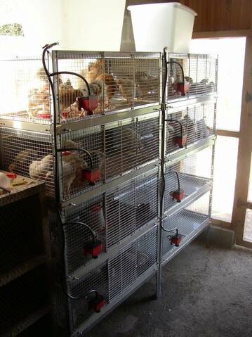 fabrication cages a poussins