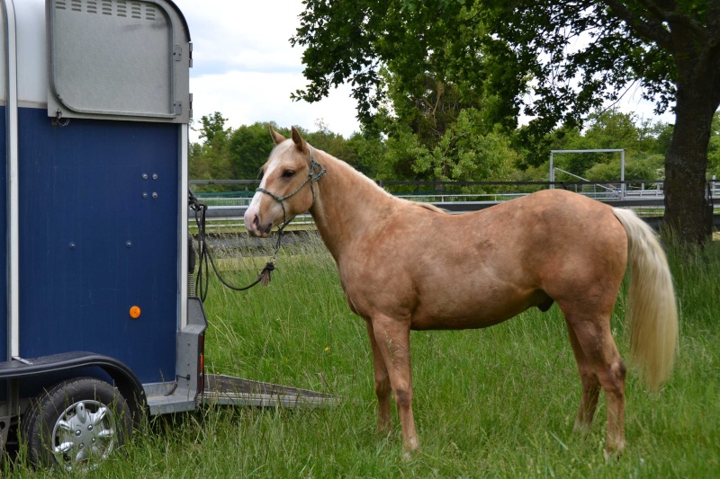 équitation western et élevage en Auvergne Buddy_10