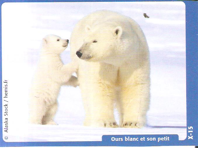 Ursus maritimus : l’ours polaire - Page 2 Ours_b16