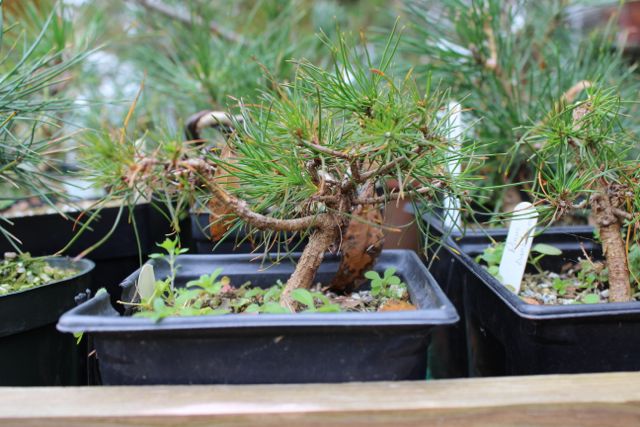 Pinus Banksiana (Jack Pine) Jack110