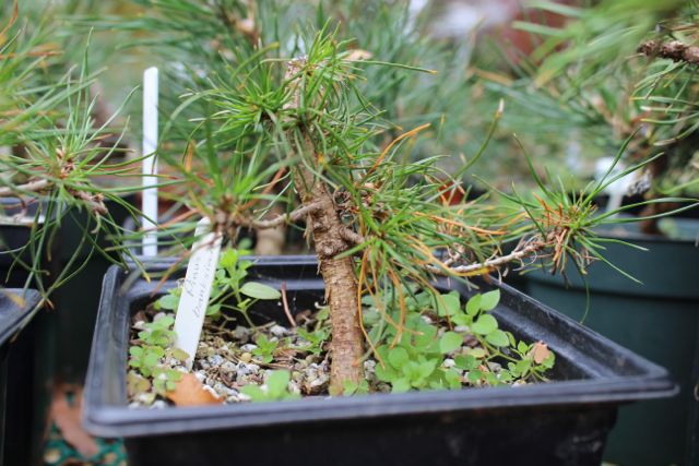 Pinus Banksiana (Jack Pine) Jack210