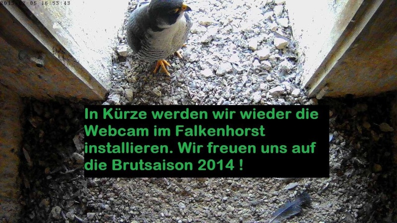 Rathausturm-Wanderfalken 2014 15122610