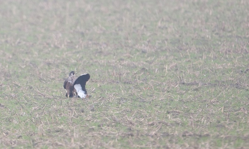 alphen - Diverse slechtvalken in Nederland 2014 439