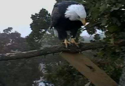 Lake of the Ozarks Eagles>> Elsie and Einstein 2013/2014 Elsie_10