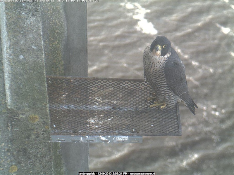 Aalsmeer/Watertoren. Youngster en Sidonia Image143