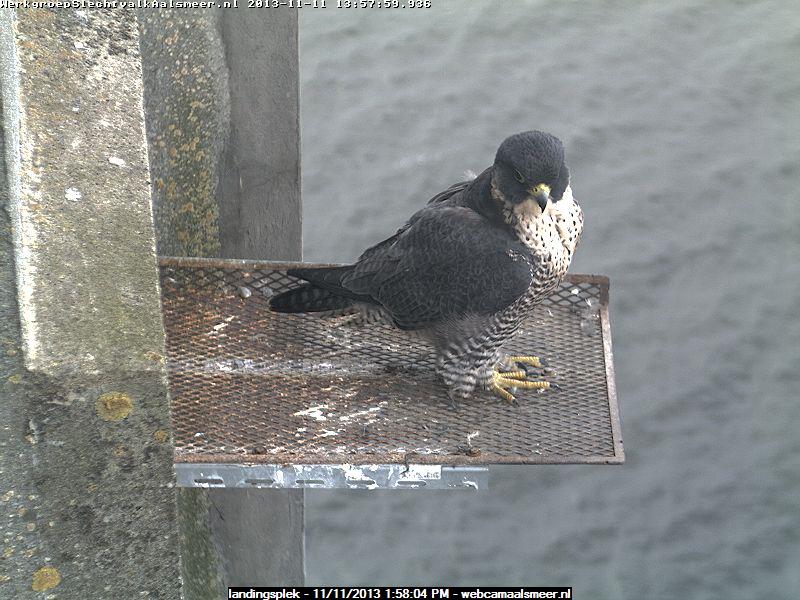 Aalsmeer/Watertoren.  Youngster en Sleggie /Sidonia - Pagina 26 Image85