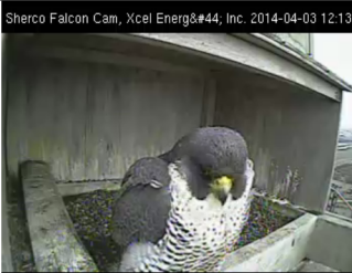   Xcel Energy Falcon Cam, Minnesota: 2014 Sherco10