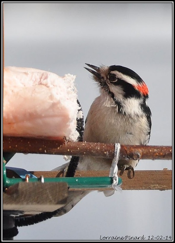 Mes oiseaux aux mangeoires. 12-02-13