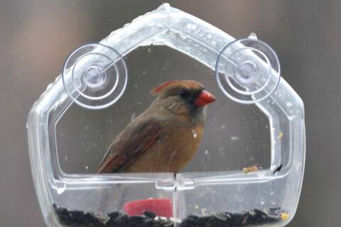 Mangeoires d'oiseaux extérieures transparentes montées sur fenêtre avec  ventouses solides, acrylique transparent, mangeoire pour oiseaux
