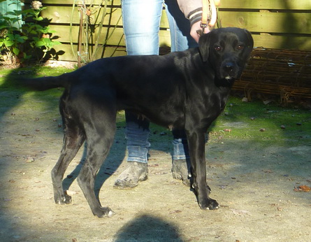 IONA - x labrador noir 3 ans - Refuge de Doue la Fontaine (49) I5o4410