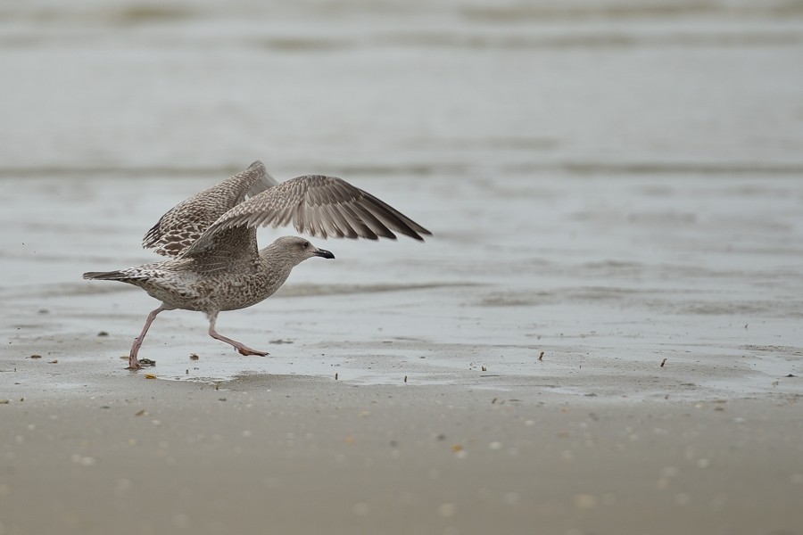 Oiseaux de la mer du nord (+ MAJ 03/03) 13082310