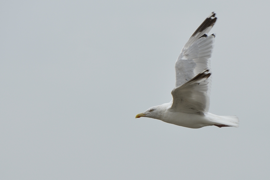 Oiseaux de la mer du nord (+ MAJ 03/03) 13082311