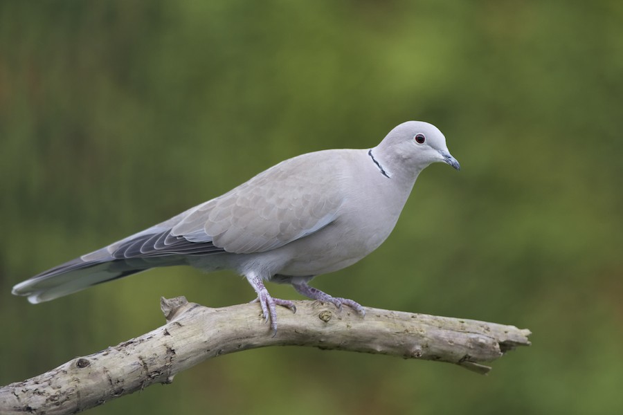 Oiseaux de nos jardins - 2014 _dsc0410