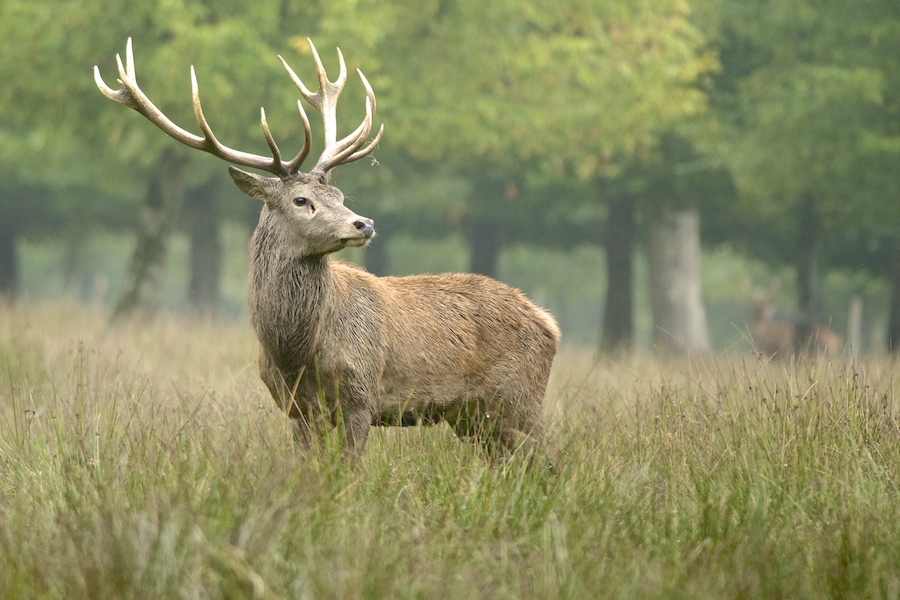 Brame du cerf - Parc de Ste Croix - 05/10/13 - photos de cerfs - Page 2 _dsc7211