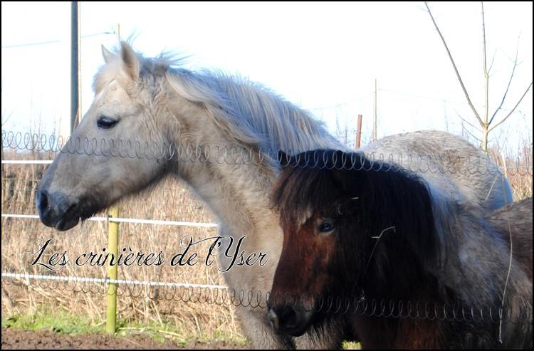 Le refuge et ses rescapés au quotidien ! - Page 7 19015610