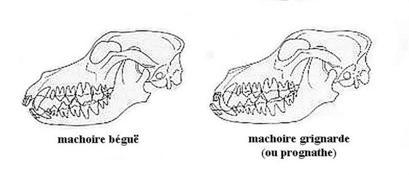 Prognathisme Progna10