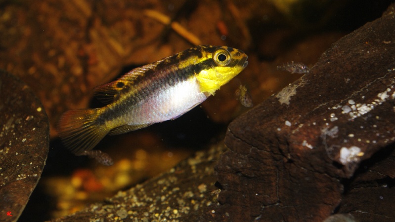 Pelvicachromis subocellatus "matadi" _igp8711