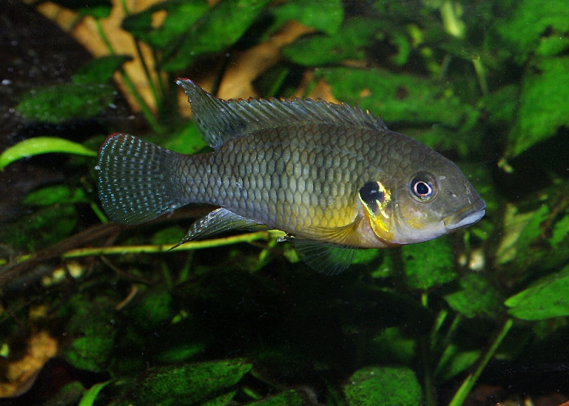 Benitochromis ufermani (ALM N°92) Benito11