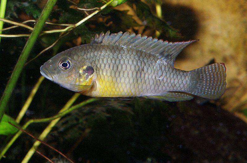 Benitochromis ufermani (ALM N°92) Benito12