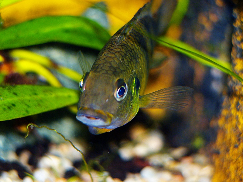 Benitochromis ufermani (ALM N°92) Femell11