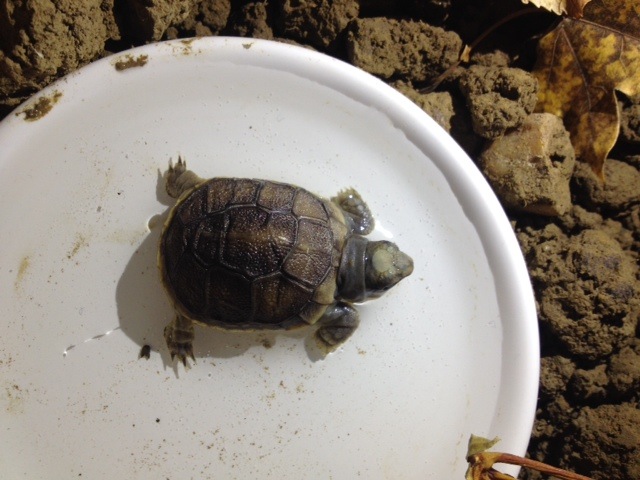 Identification de notre bébé tortue Image_16