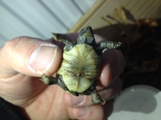Identification de notre bébé tortue Image_17