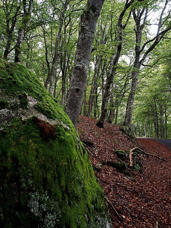 Sous bois dans l'Aveyron Pa060111