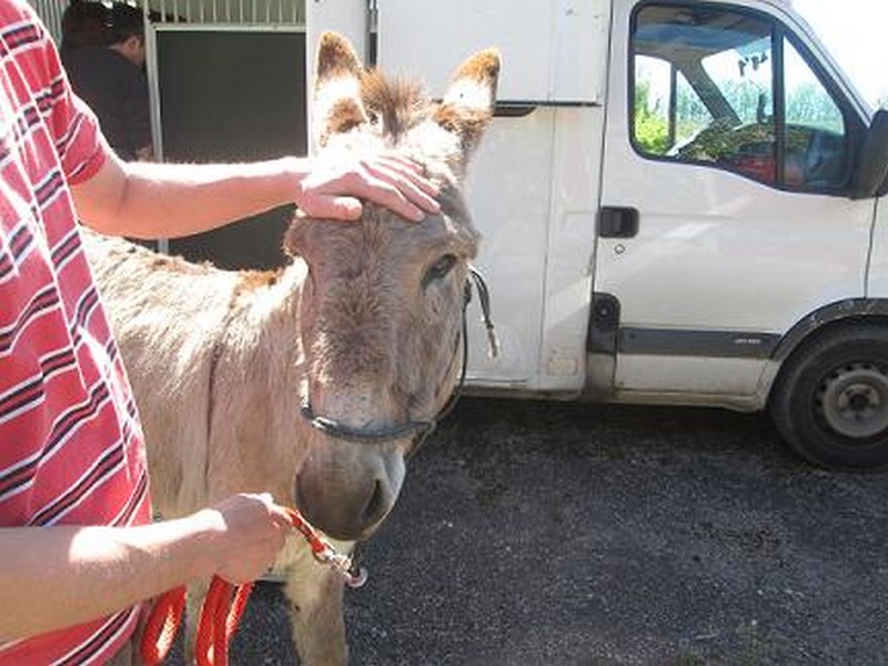 BOURIQUET - ONC âne né en 2009 - adopté en août 2017 par Marie Bouriq10
