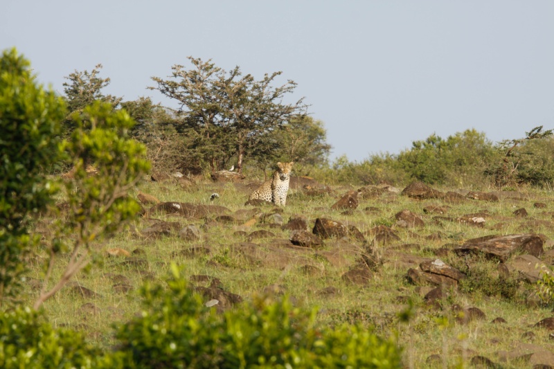 Our Kenya safari - February 2014 Leopar10