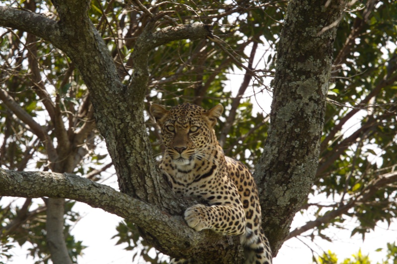 Our Kenya safari - February 2014 Leopar11