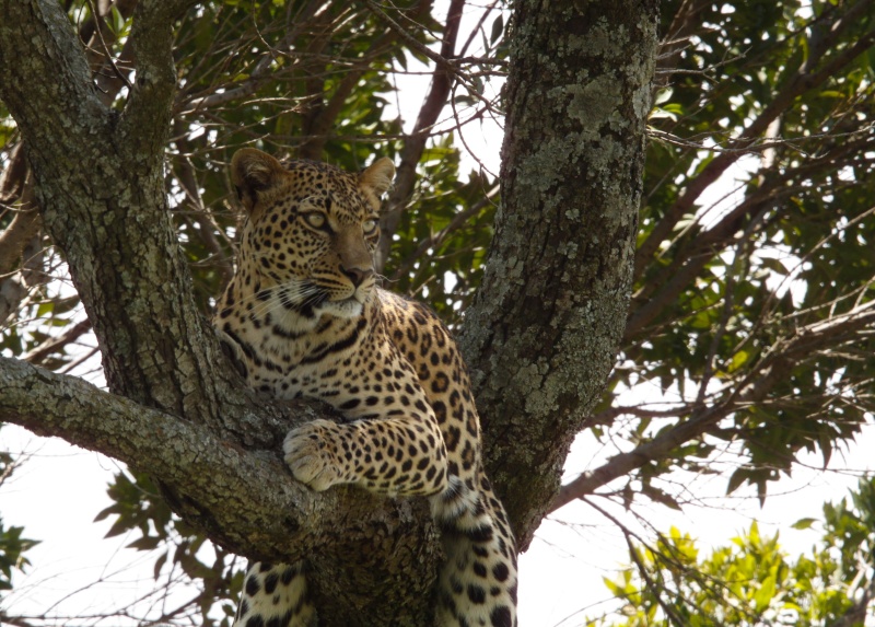 Our Kenya safari - February 2014 Leopar12
