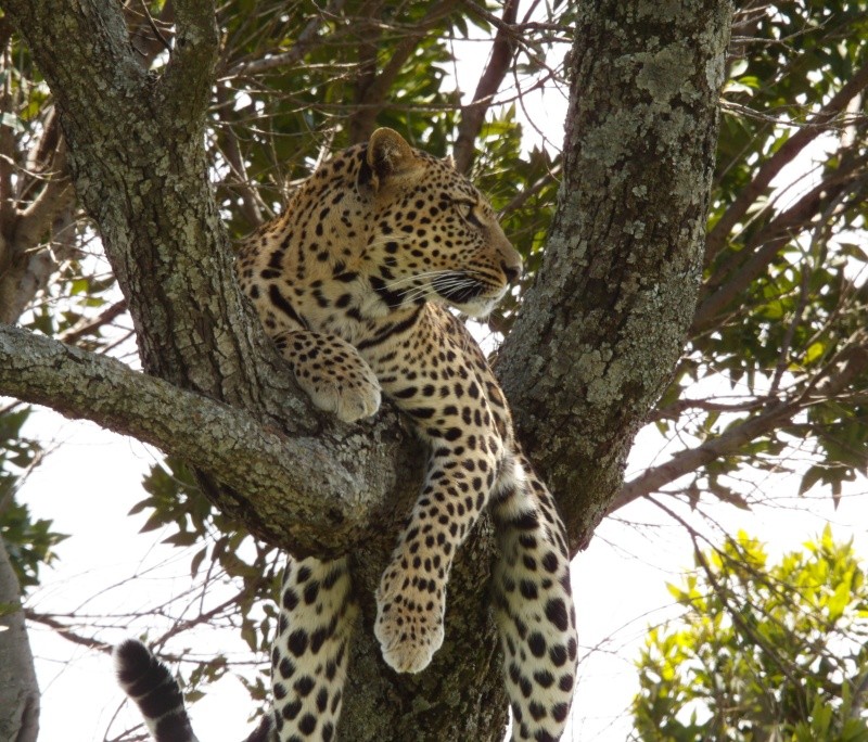 Our Kenya safari - February 2014 Leopar13