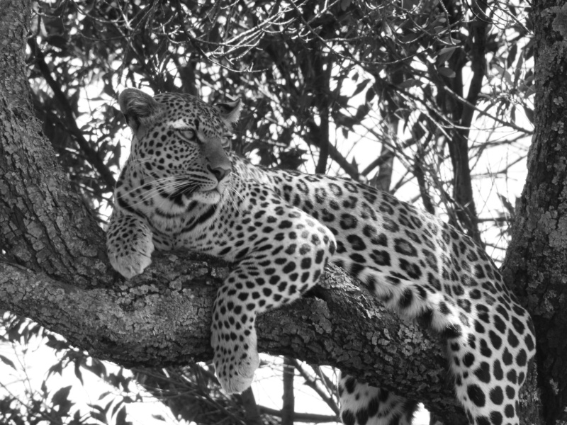Our Kenya safari - February 2014 Leopar16