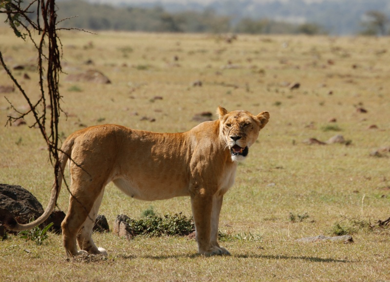 Our Kenya safari - February 2014 Lions-13