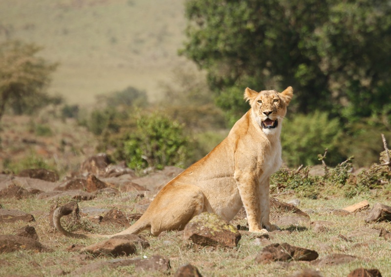 Our Kenya safari - February 2014 Lions-14