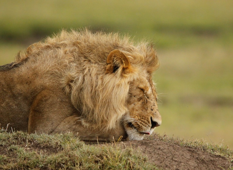 Our Kenya safari - February 2014 Lions-15