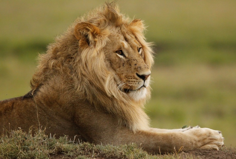 Our Kenya safari - February 2014 Lions-16