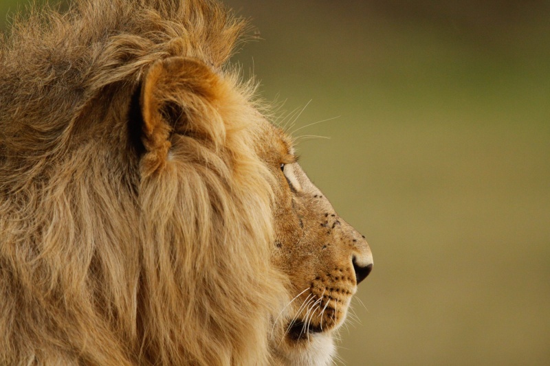Our Kenya safari - February 2014 Lions-17