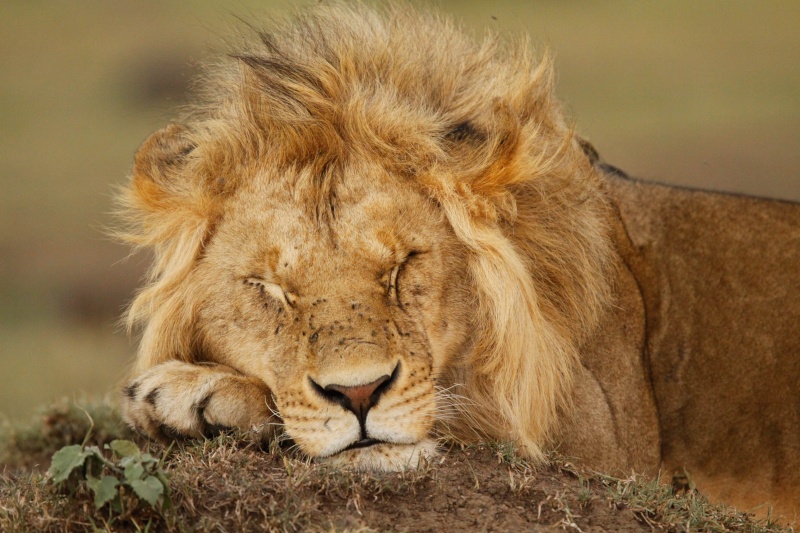 Our Kenya safari - February 2014 Lions-18
