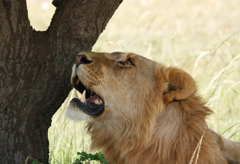 Our Kenya safari - February 2014 Lions-22