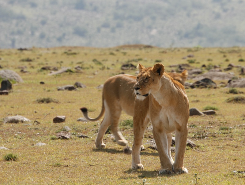 Our Kenya safari - February 2014 Lions10