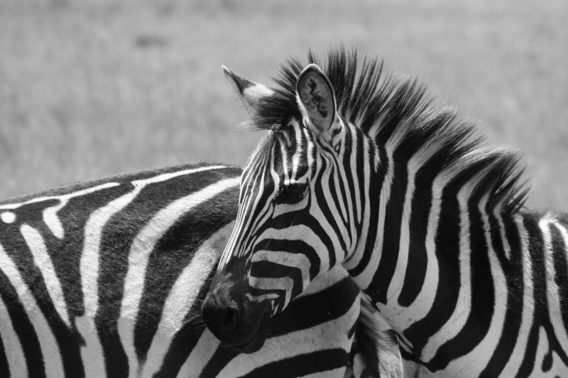 Our Kenya safari - February 2014 Variou12