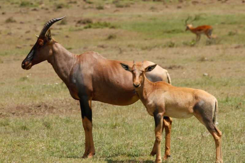 Our Kenya safari - February 2014 Variou13