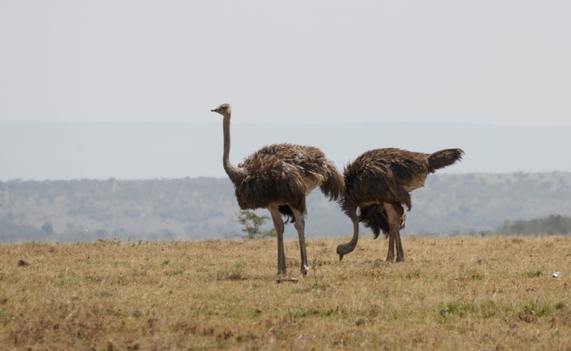 Our Kenya safari - February 2014 Variou14